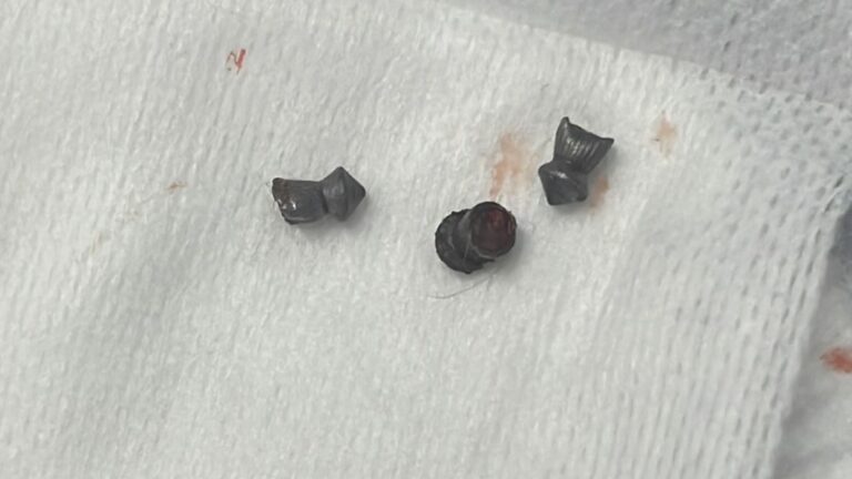 Gattina_colpita_da_proiettili_(1)