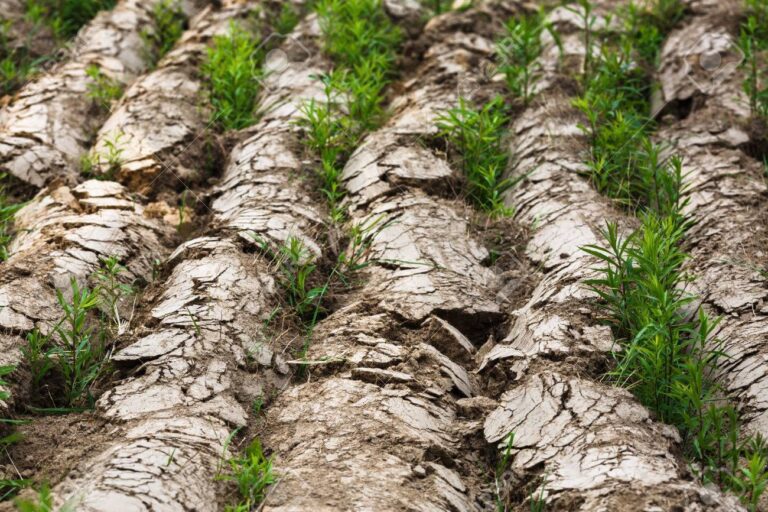 Dry arable land