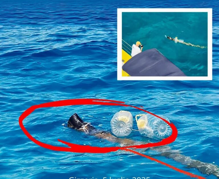 Immagine WhatsApp 2025-07-06 ore 12.55.56_c62516f4