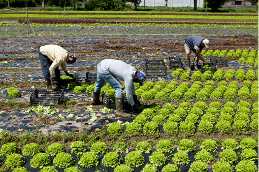 raccolta_lavoratori_immigrati