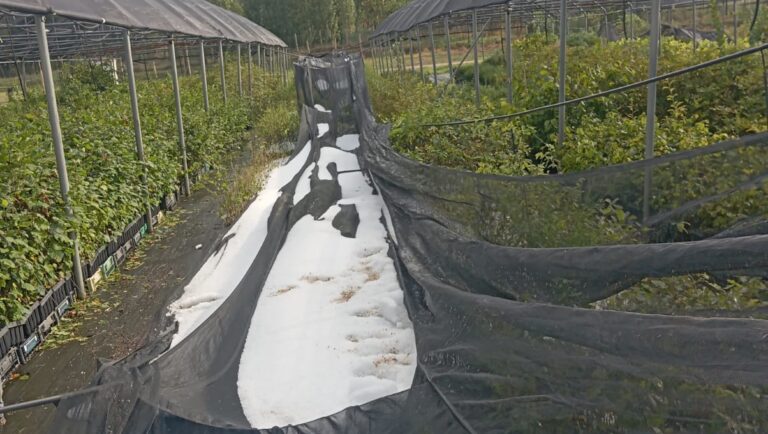 Coldiretti Reventino 2