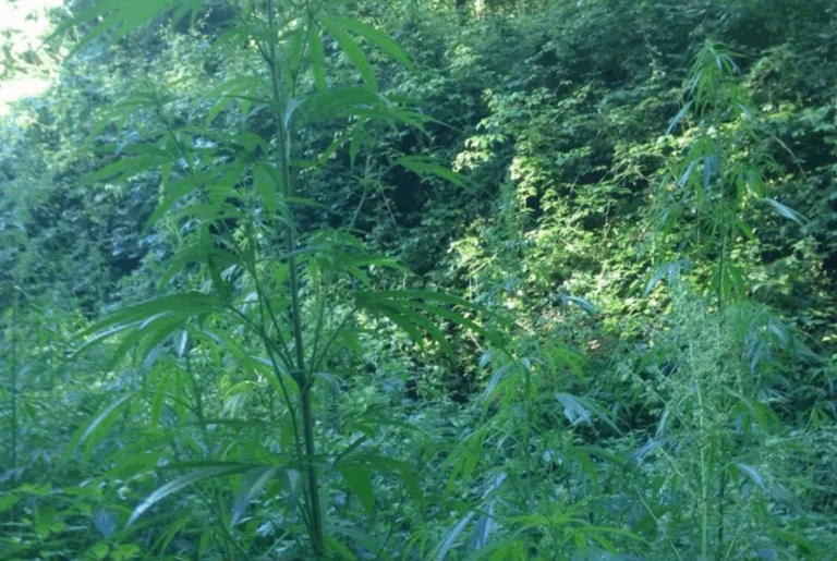 Immagine 2025-08-27 165717