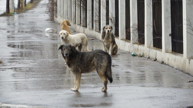cani-randagi