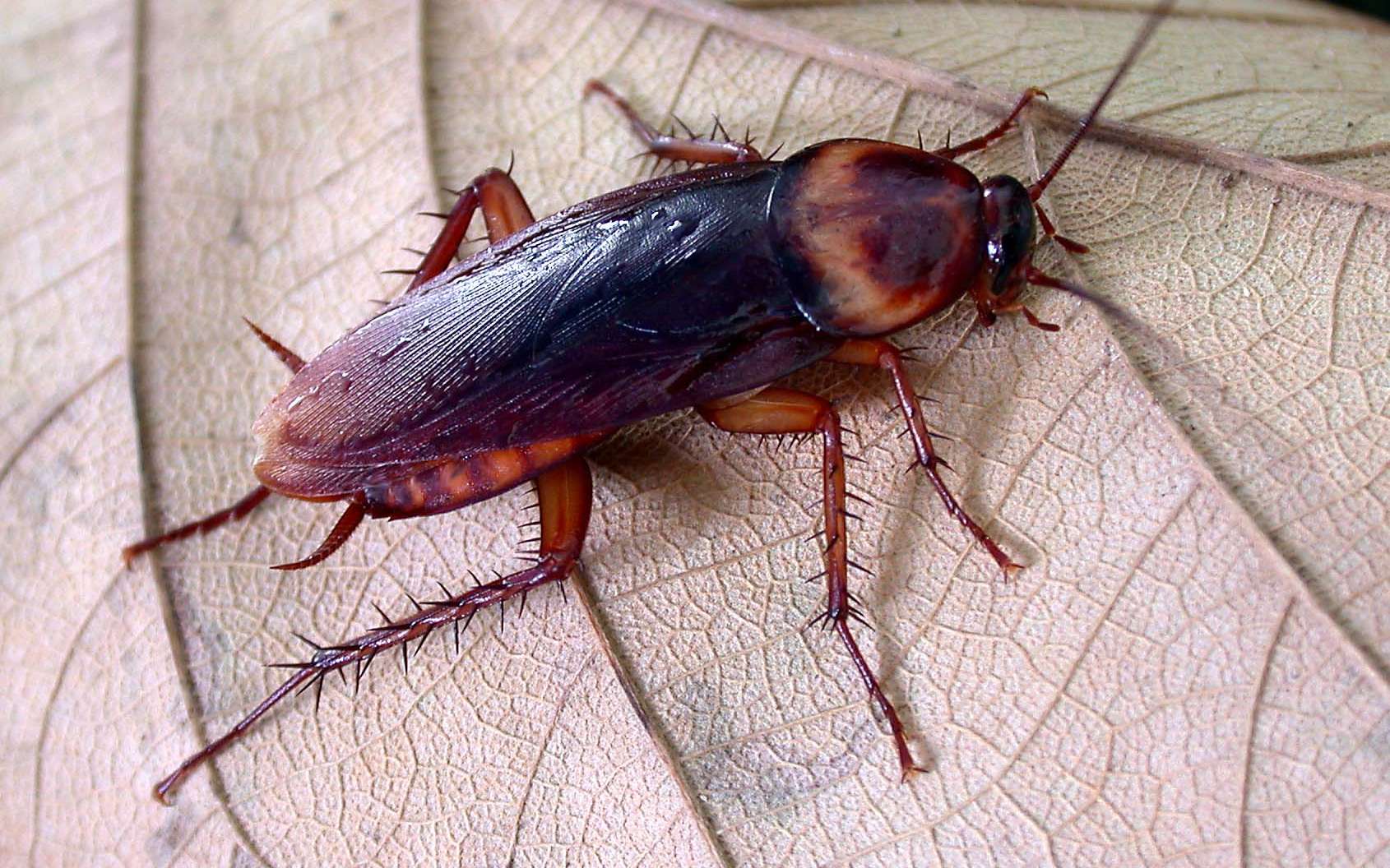 ef7a3a590c_50158690_blatte-americaine-len-worthington-flickr