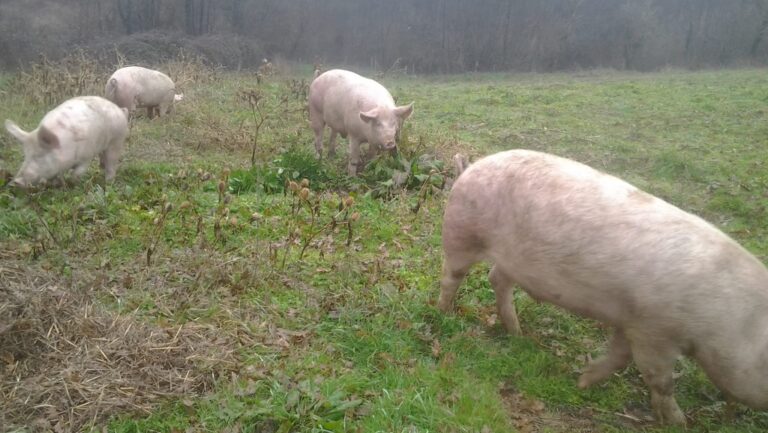 Natura Carne_filiera_ 13.26.30 (1)