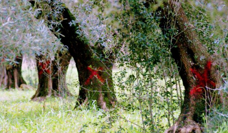 ulivi-colpiti-da-xylella-1080x630