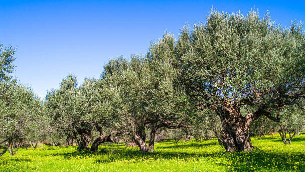 Olive trees grove, greens and blue sky in Crete Island, Greece.