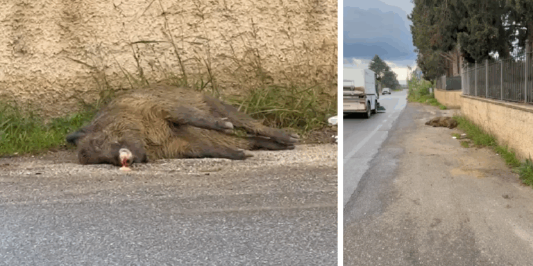 Lamezia-cinghiale