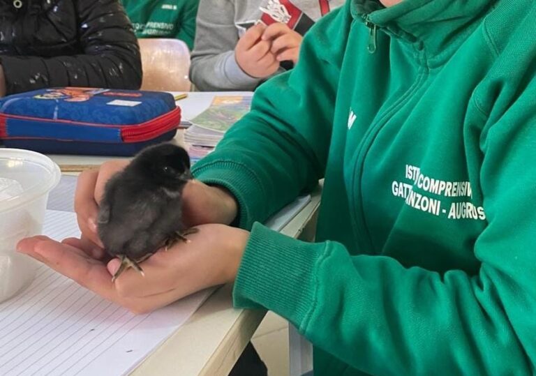 Nascita del pulcino a scuola (3)
