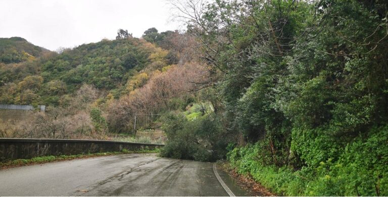 albero strada Lamezia