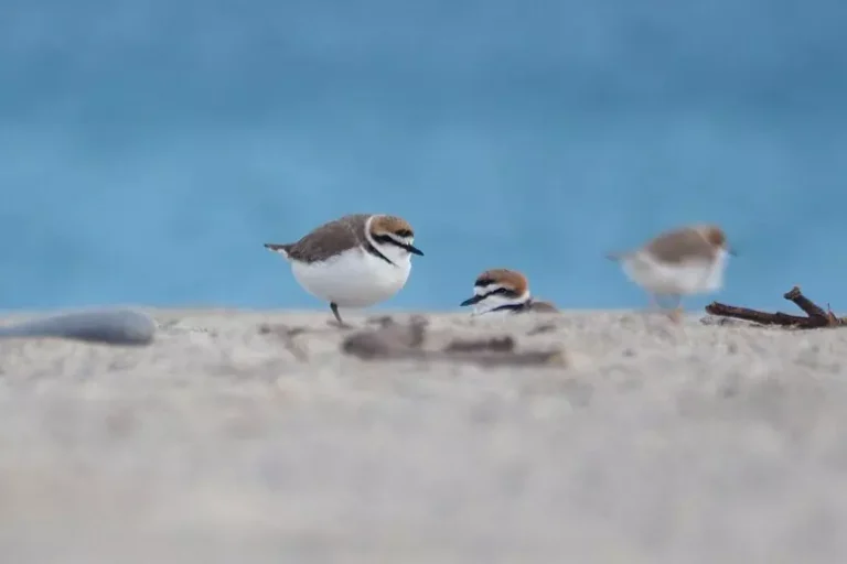 124a3a77a00c552ef1d8386f9175b6fd