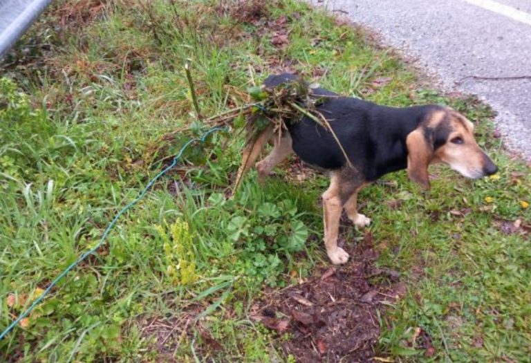 Immagine 2026-04-02 175851