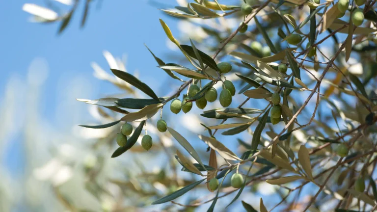 Olivicoltura-italiana-scaled