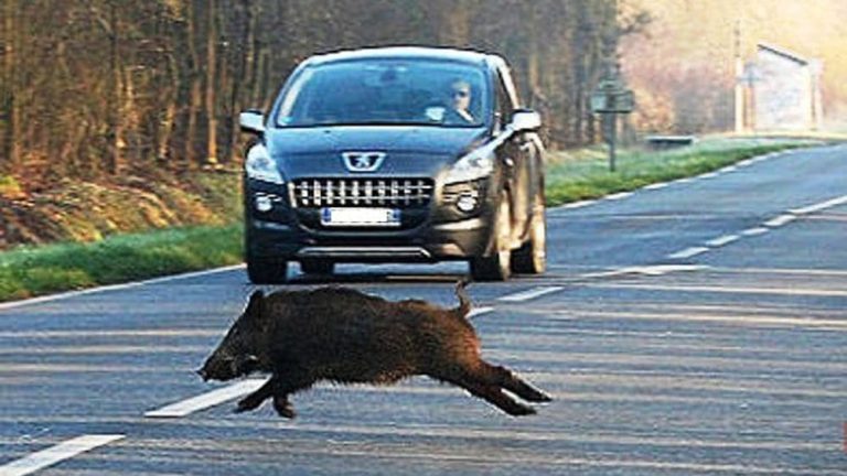 cinghiale su strada - incidenti-2-2