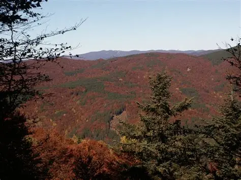 sila piccola foreste