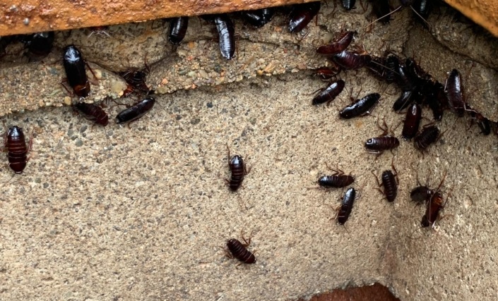 blatte repertorio