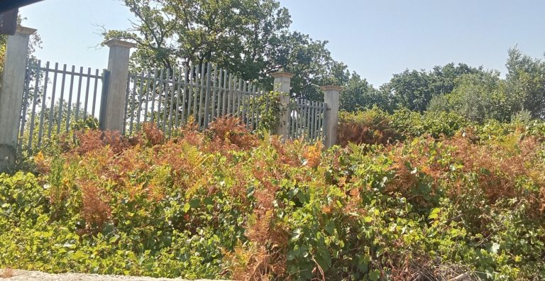 foto parco savutano oggi