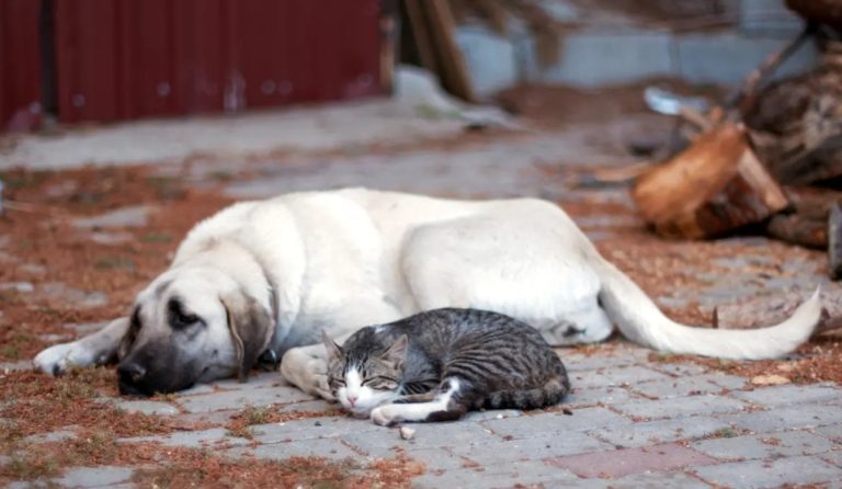 cane-gatto-generica
