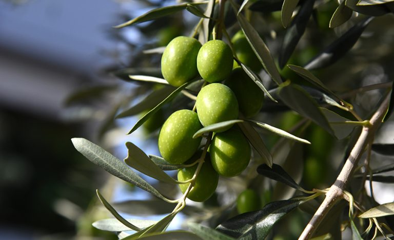 Olive,Tree,Branch,,Young,Green,Olives,Arranged,In,A,Row