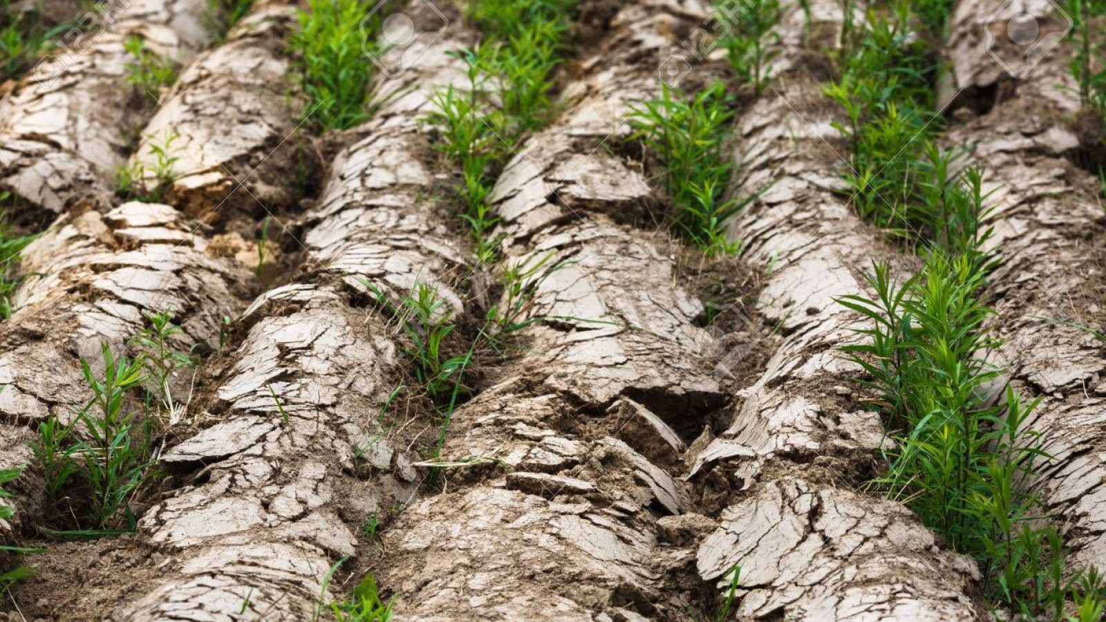 Dry arable land. Plowed agricultural field to grow crops. Shallow depth of field. Selective focus.