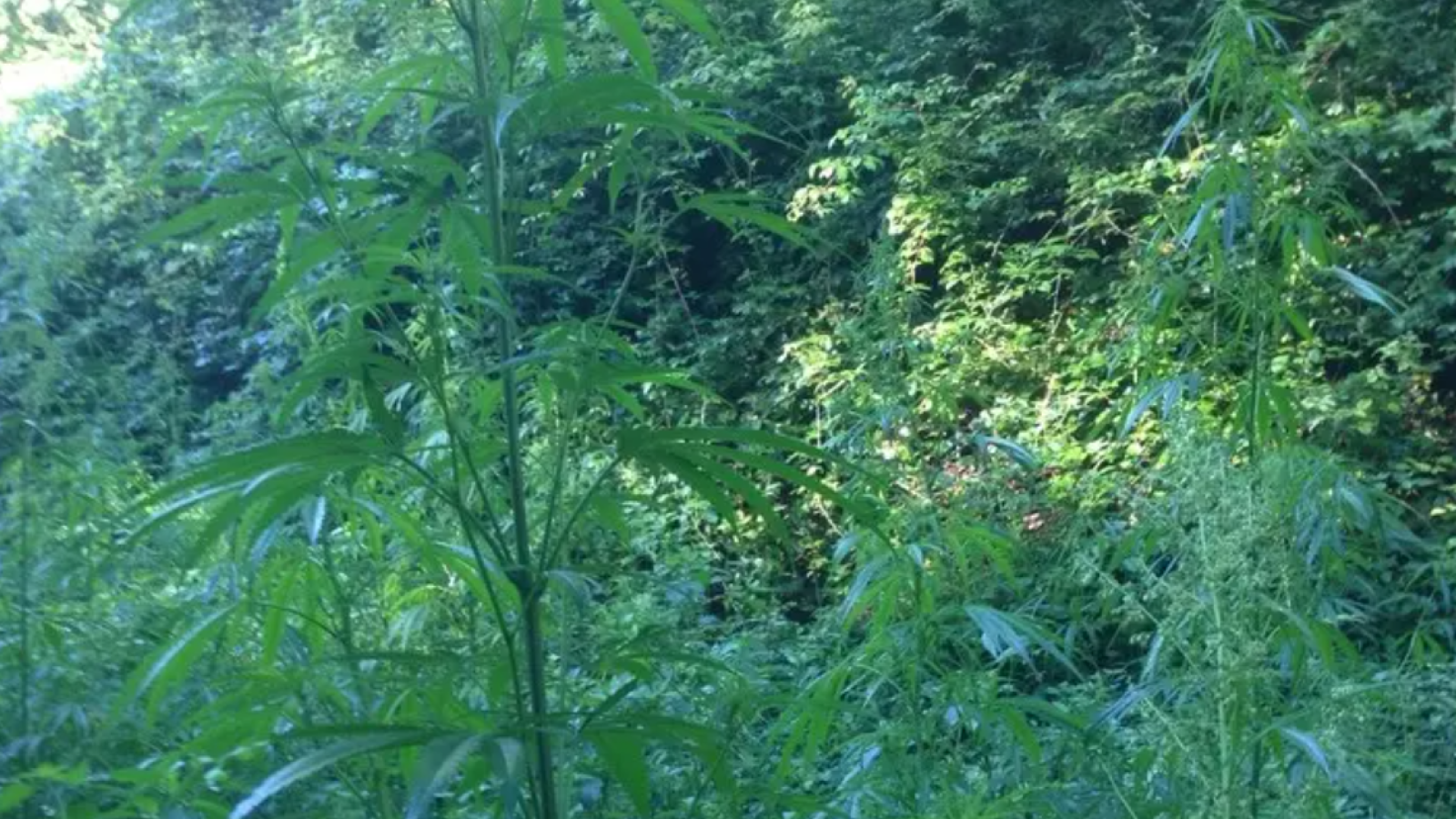 Immagine 2025-08-27 165717