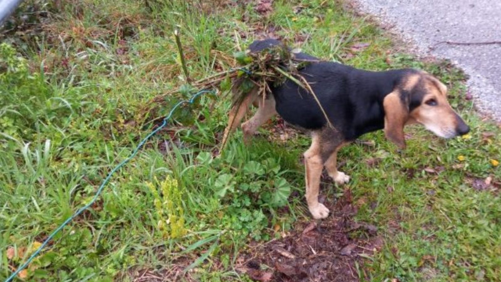 Immagine 2026-04-02 175851