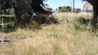 Immagine 2026-06-11 160109