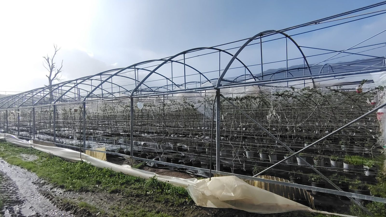 Maltempo Coldiretti Calabria Strutture serricole RC