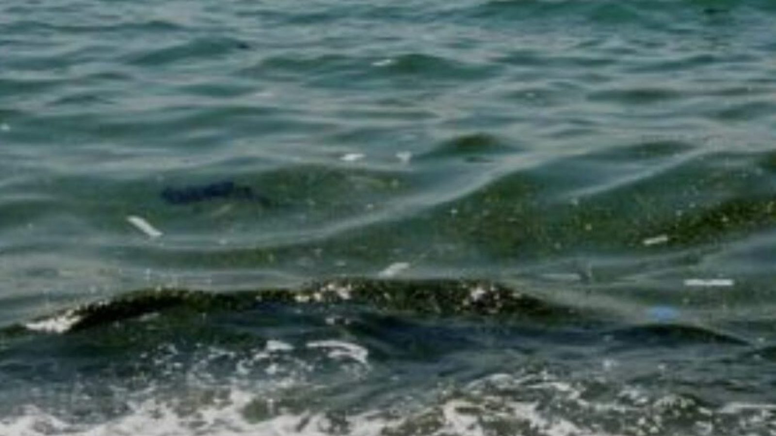 Qualità delle acque