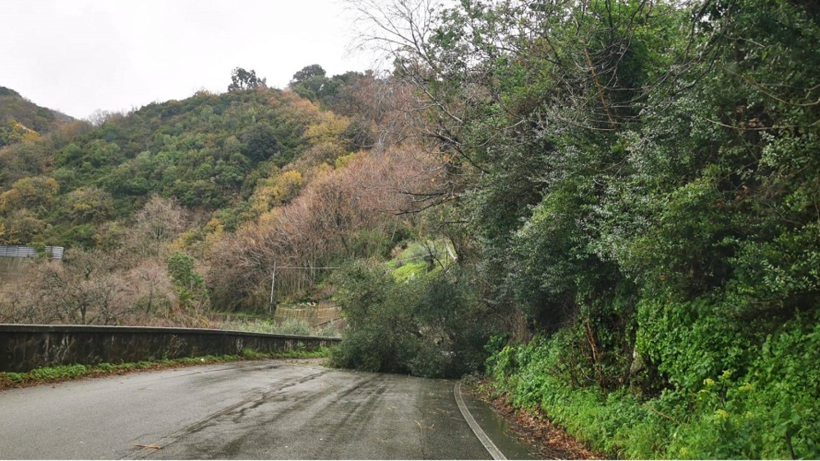albero strada Lamezia
