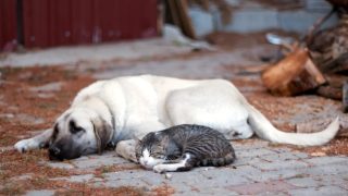 cane-gatto-generica