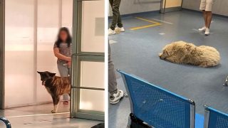cani-ospedale4582_dcad0