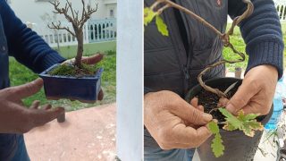 foto bonsai Gizzeria