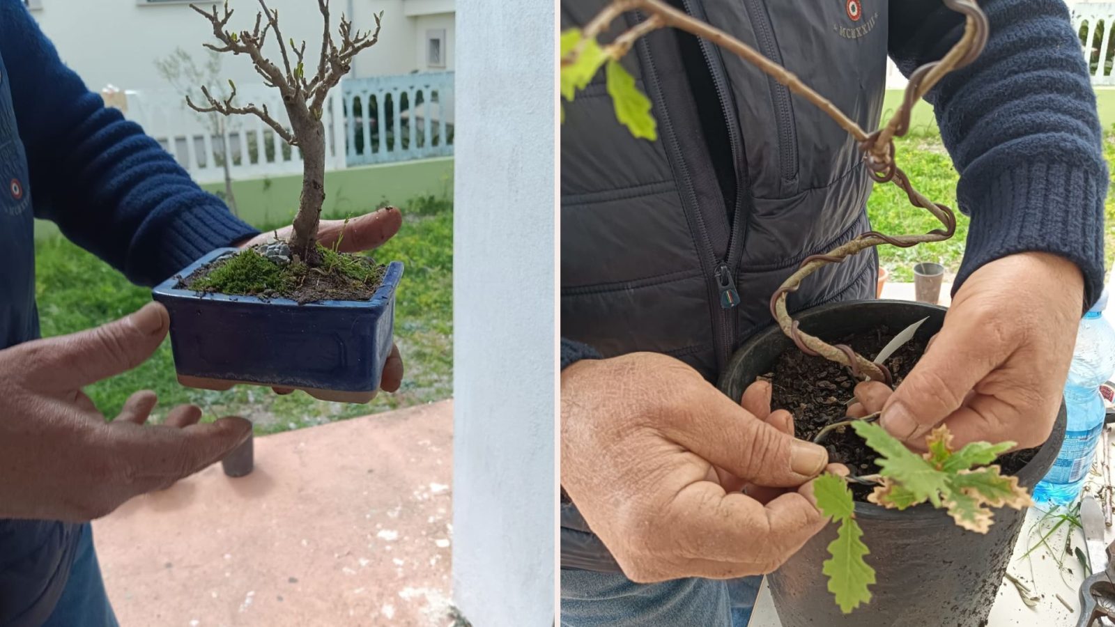 foto bonsai Gizzeria