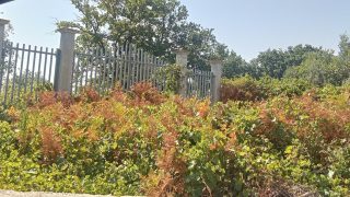 foto parco savutano oggi