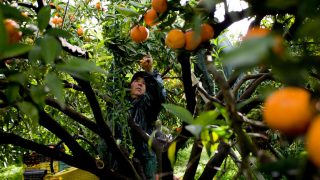 lavoratori in agrumeto generica