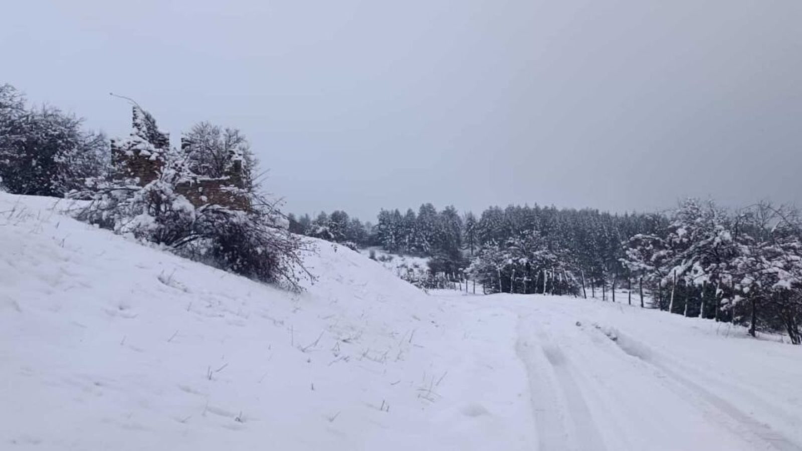 neve-sila generica