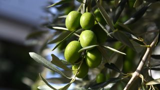Olive,Tree,Branch,,Young,Green,Olives,Arranged,In,A,Row