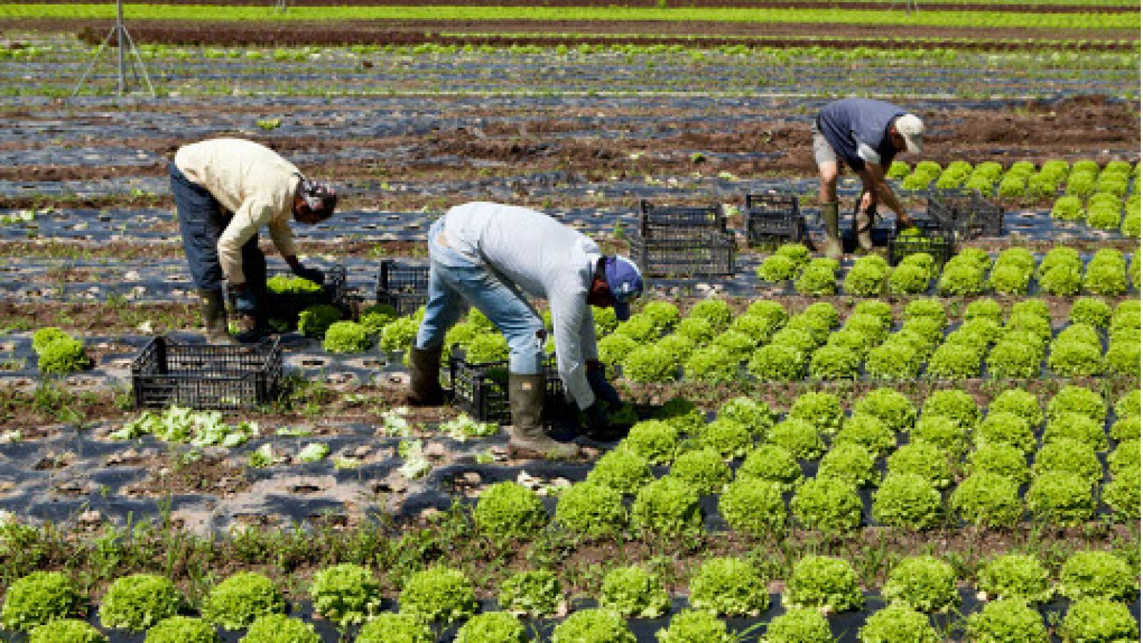 raccolta_lavoratori_immigrati