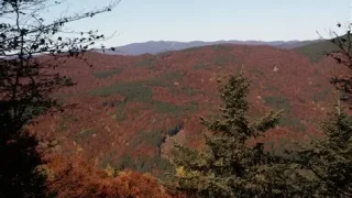 sila piccola foreste