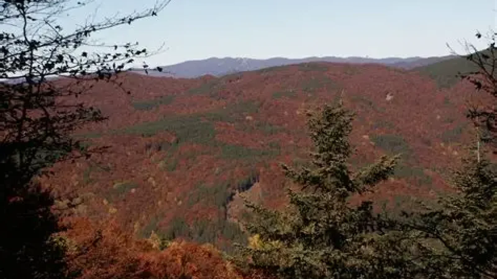 sila piccola foreste